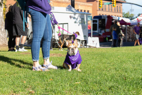 A small dog sitting while the owner waits for the Purple Paw Parade to begin. Kennedy Camarena/ The Signpost)