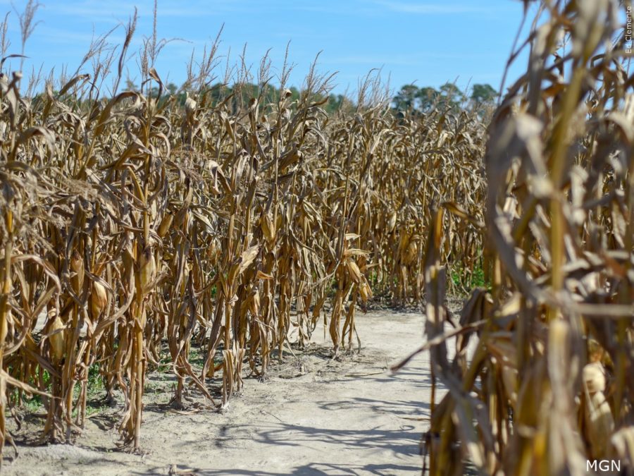 Corn mazes are popular fall activities, with some farms hosting haunted corn mazes.