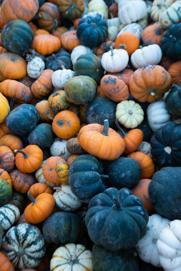 Locally+grown+mini+pumpkins+at+McFarland+Family+Farms.