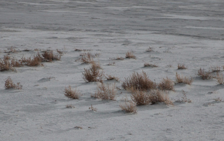 Plants once grown under the Salt Lake have now surfaced and dried up.