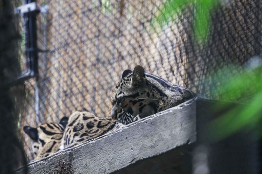 Luna and Nova rest together inside their new habitat at the Dallas Zoo on Sept. 8, 2021.