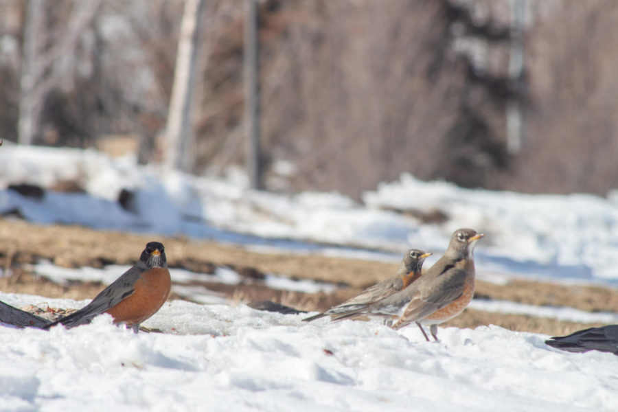 Robins brave the snow in search of food on campus grounds.