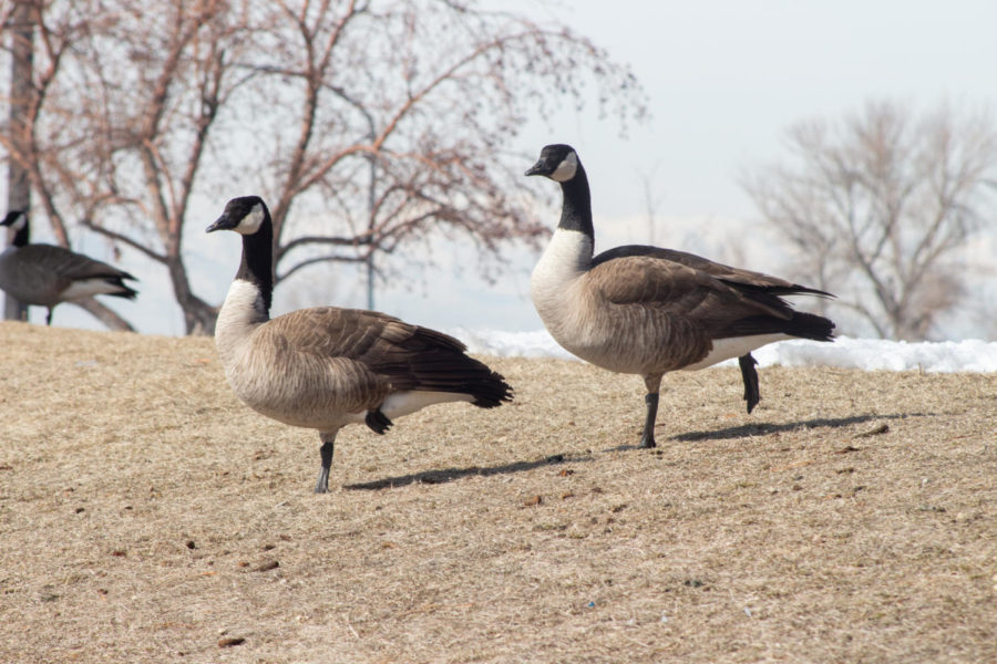Geese hanging out around the Weber State University duck pond.