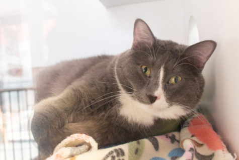 A cat named Coriander Bean, right after waking up to a camera in his face, available for adoption at Best Friends Animal Societys Salt Lake City location.