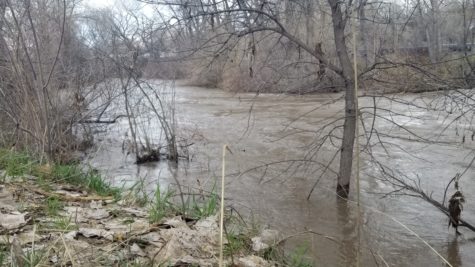 A partially submerged tree in the raging Weber River as seen from the Centennial Trail in Riverdale, Utah.
