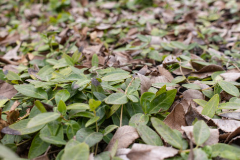 Greenery beginning to grow on the grounds of WSU.