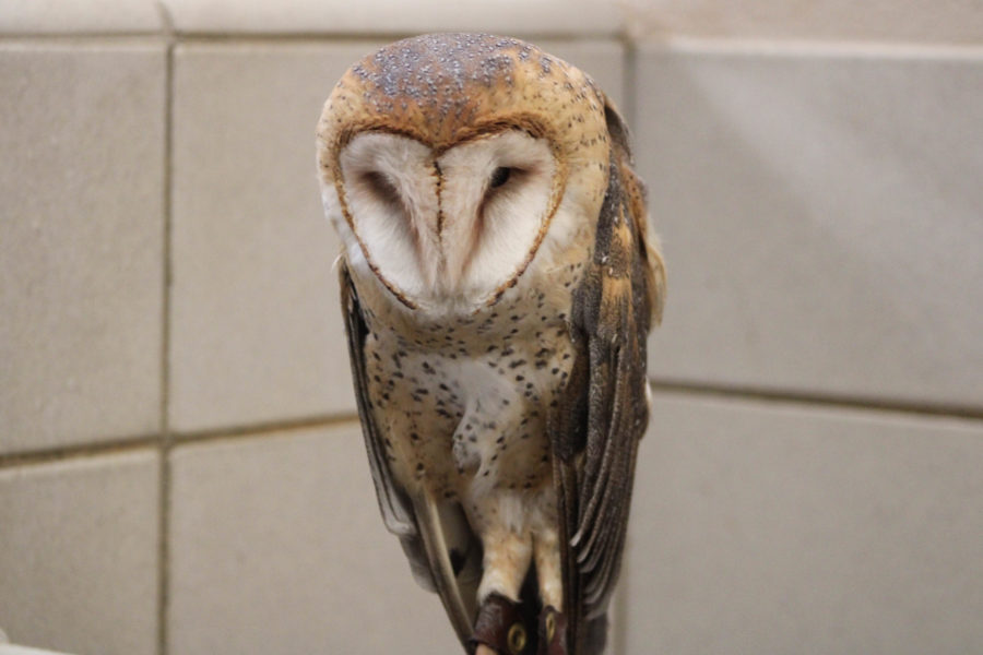 A Barn Owl that has been staying at the Rehabilitation Center and travels to nearby schools in Utah to educate kids about the species.