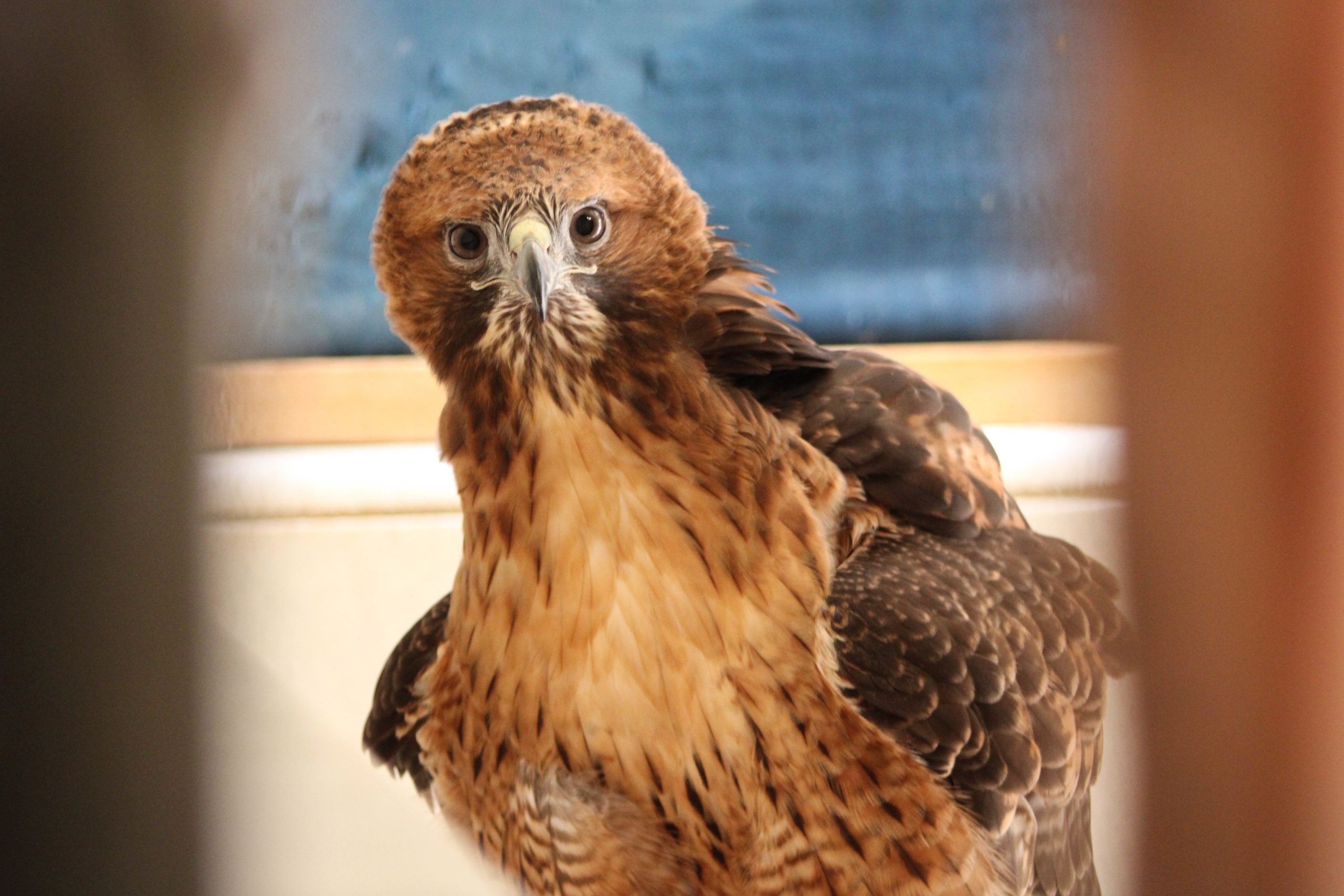 A Red-Tailed Hawk peeking through her enclosure.