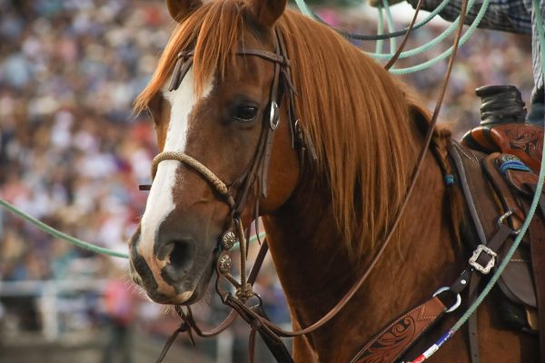 A close up of a horse in the Ogden Pioneer Days rodeo arena with its owners ropes above it.