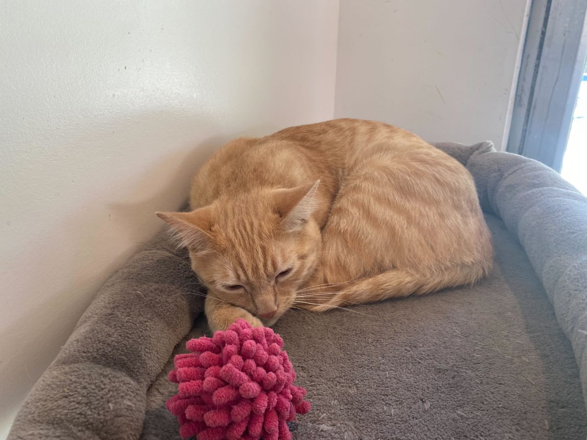 An orange cat resting at Tinker's Cat Cafe.