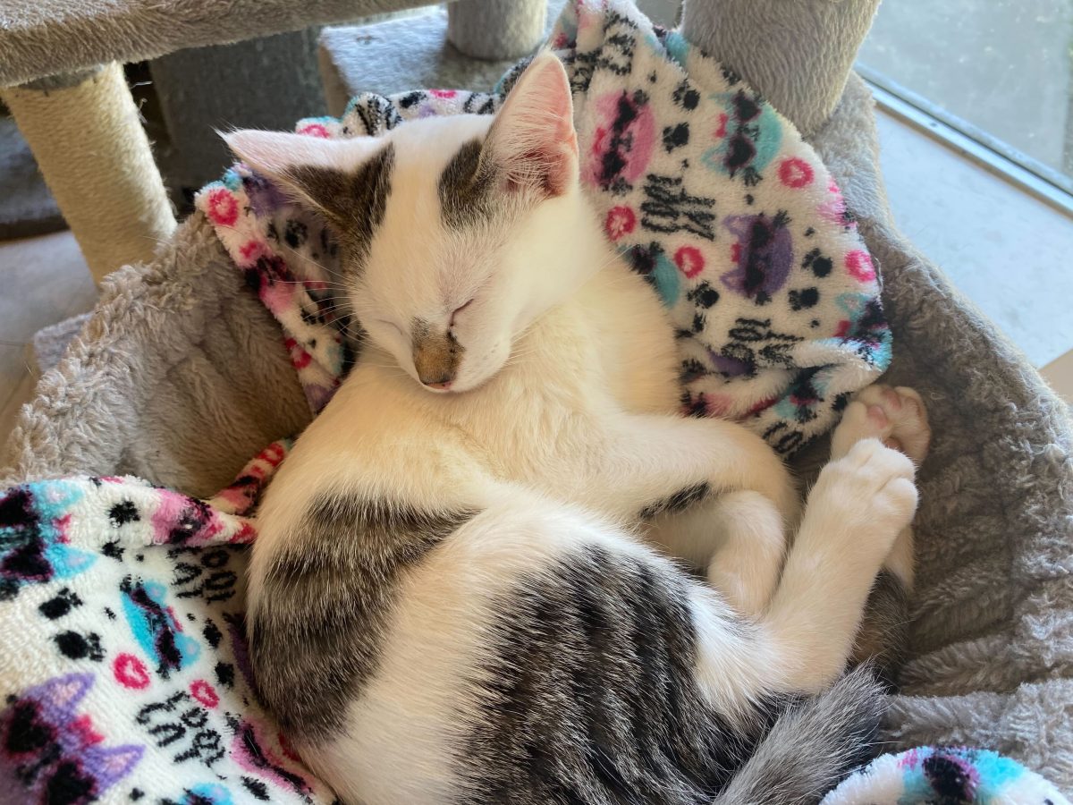 Cats at Tinker's are provided with cozy beds.