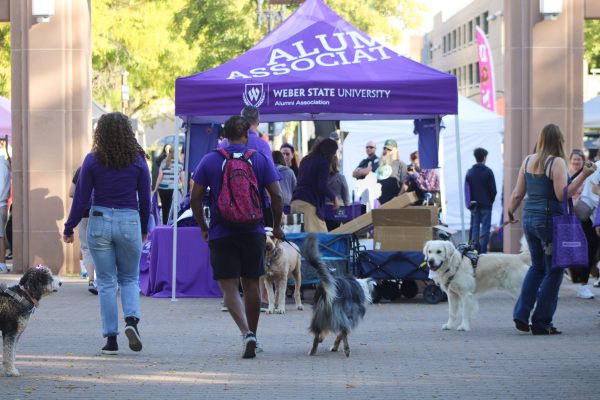 People joining in on the Purple Paw Parade with their dogs.