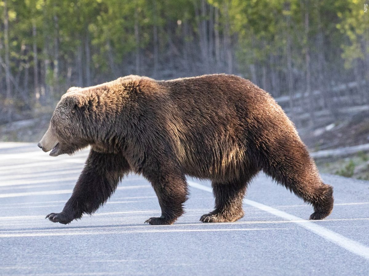 A Grizzly Bear crossing across a road.