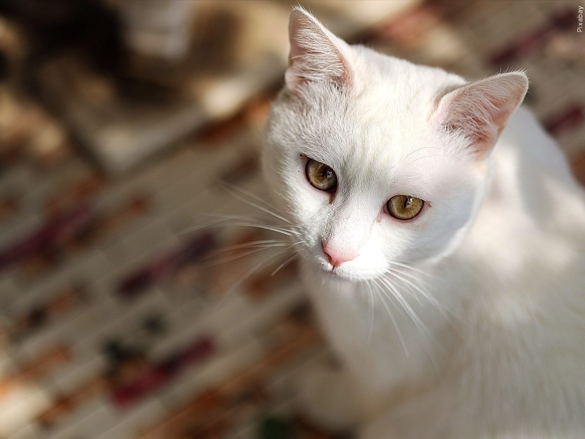 A photo of a white cat looking curiously up at the photographer.