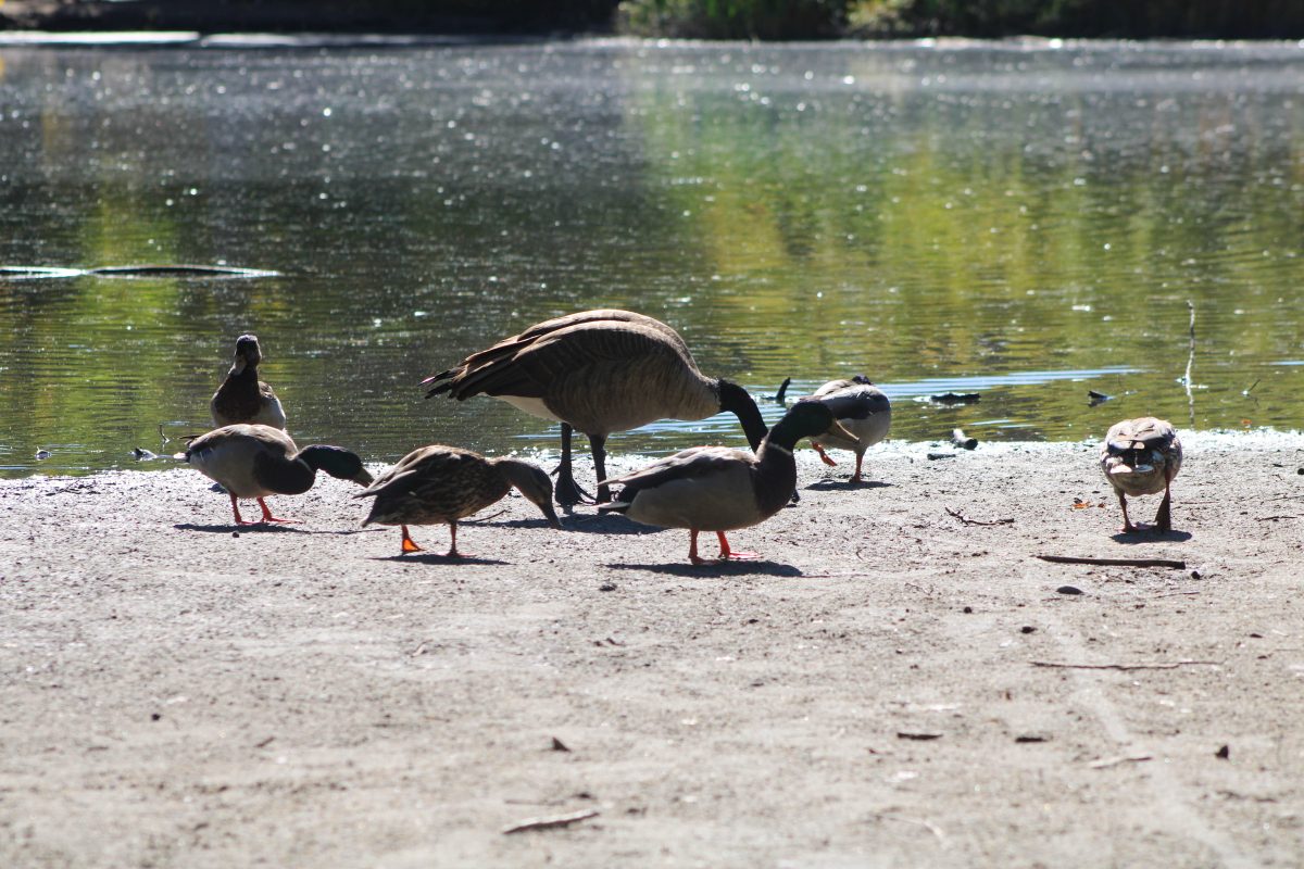 A goose and ducks sitting on the shore of the pond.