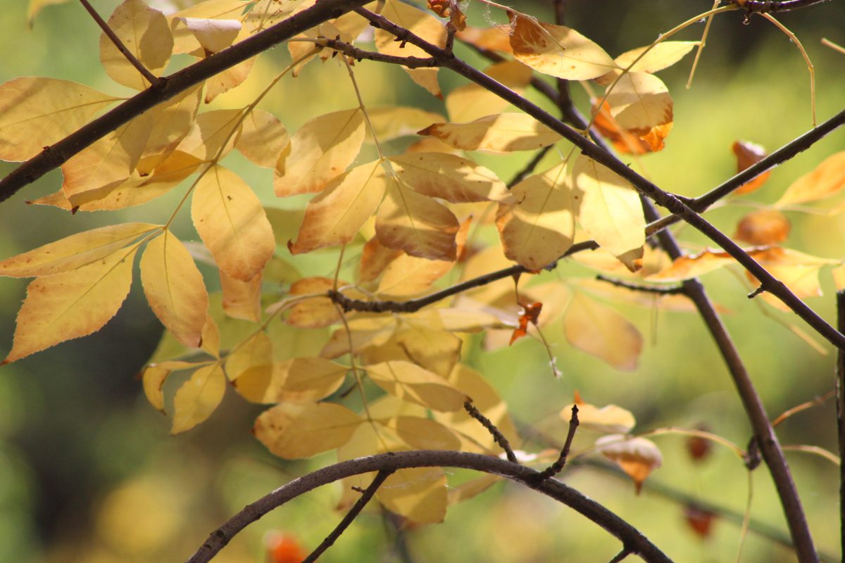 Sunlight shining through golden-orange hued leaves on a tree.