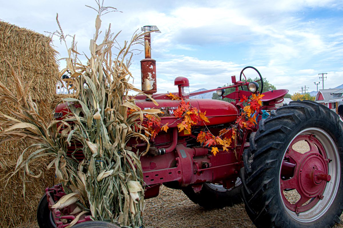 The decorations at the corn maze really captured the vibe of the event.