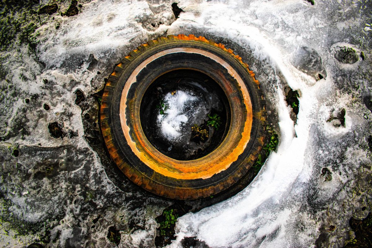 Ice quickly melts around a tire as the plants flourish. Photo taken Jan. 19, 2026.