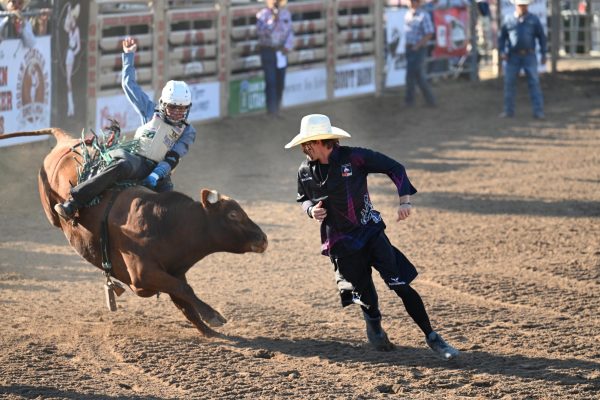 A rodeo clown distracts the bull while a young bull rider holds on during a bull riding competition, July 19, 2025.